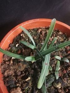 毛兰君子兰原生