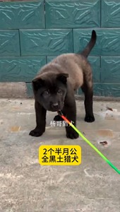 【杨哥猎犬】贵州黑土猎犬纯种黑土猎活体黑狗犬母狗2个半月实战