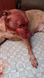 普罗特猎犬 普比串 普比猎犬 比特犬