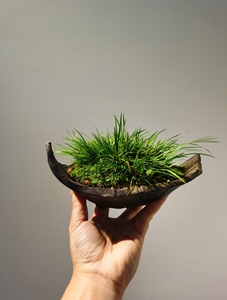 瓦片高温紫砂随型盆种8年老桩虎须菖蒲盆景