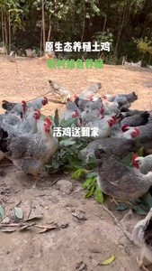 活鸡散养走地鸡配送深圳、东莞、广州、珠海、佛山、惠州，三小时