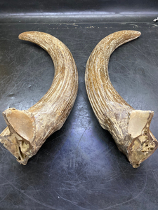 冰河时期原对野牛角化石摆件 精抛光 无修无补 寓意牛气冲天