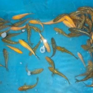 银鳞红茶绿茶锦鲤,闪鳞锦鲤,带头锦鲤