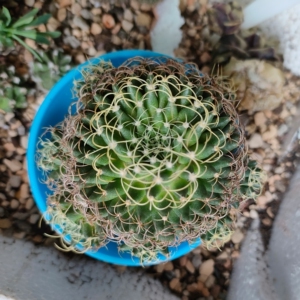 卷刺琴丝丸仙人球侧芽自根,曲刺乳突属仙人球,3cm左右的15