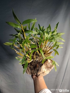 板植栗斑叠鞘石斛兰,包邮.图二为开花展品.