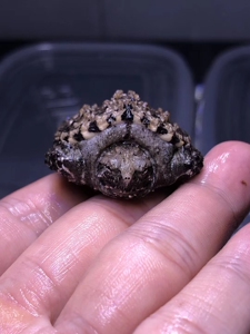 变异佛 纯佛鳄龟 变异大鳄小鳄龟 纯佛中美北美小鳄龟乌龟蛋龟