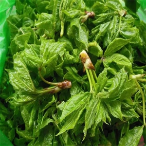 【刺五加嫩芽】刺五加嫩芽品牌,价格 - 阿里巴巴