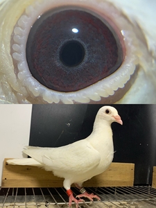 纯白黑钻紫罗兰杨阿腾小青年