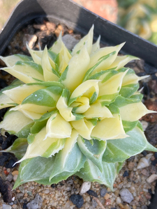 龙舌兰王妃雷神黄中斑缀化株  精品龙舌兰多肉植物