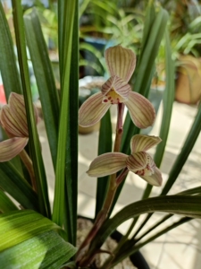 整盆价兰花春剑大邑梦圆红花荷瓣 可寄养