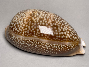 【预定,已付定金】大鹿斑宝螺/完美巨兽!