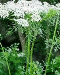 野生野胡萝卜 蛇床子 蛇米 蛇床实 全草带根新鲜现釆