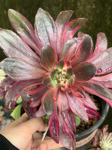 【巫毒法师多肉】巫毒法师多肉品牌,价格 - 阿里巴巴