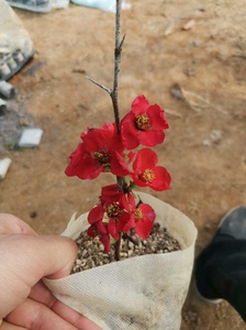 贴梗海棠，无纺布袋扦插苗，根系发达，苗高10--12厘米左右