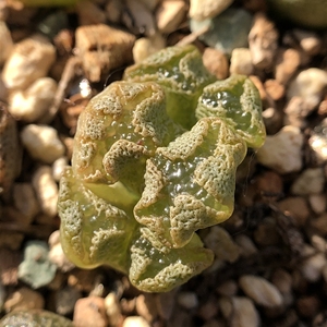 超蝶蝴蝶勋章肉锥十字勋章肉锥3头母本,一物一拍38包邮