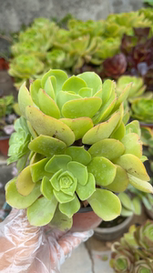 多肉植物玉龙观音法师老桩,喜欢的联系我满58元包邮偏远地区除