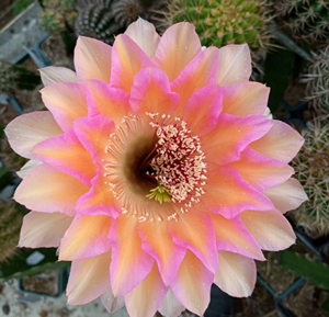 桑桑 美花仙人球彩草大花 4公分侧球10元一颗  满50包邮