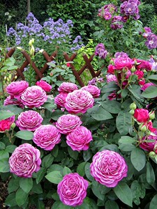 德国月季 海蒂克鲁姆 插杆小苗成年植株也比较矮,高度4