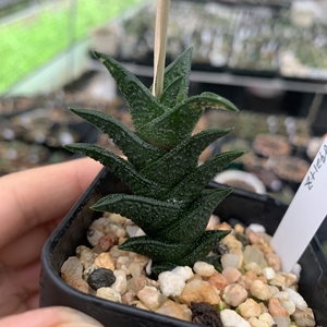 硬叶尼古拉nigra