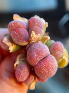 特价批发,长毛毛翠滴玉肉锥