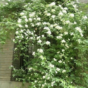 庭院阳台攀爬藤北方植物耐寒 七里香九里香 蔷薇木香花白花木香藤