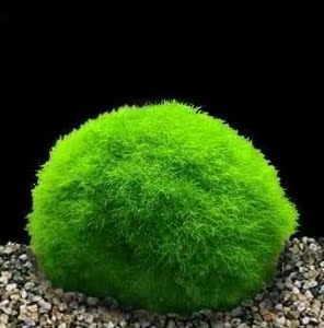 90marimo幸福海藻球淘宝包邮marimo海藻球微景观球藻水培植物水藻球