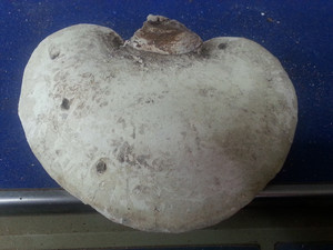 干货特产长白山野生真菌桦剥管菌/白边 /白灵芝( 玉芝 )500克包邮