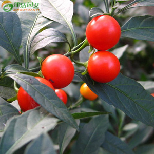 满18元包邮 花卉种子 观果类 冬珊瑚 珊瑚樱 吉庆果种子 约10粒