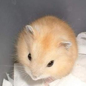 【晨】仓鼠宝宝 布丁 银狐 温顺可人 实体店可自取 快递包活