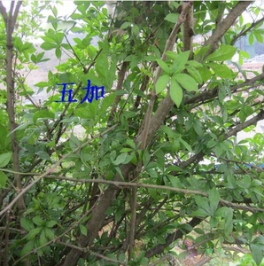 寿宁特产 野生红五加 五加皮 500g 农副产品 地方特色 散装食品