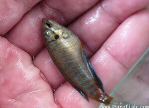 中国斗鱼 德保蓝宝石普叉 母鱼 已抱卵 直纹