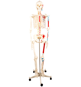 人体骨骼附半边肌肉着色标本模型解剖模拟人1R70cm/85cm假人