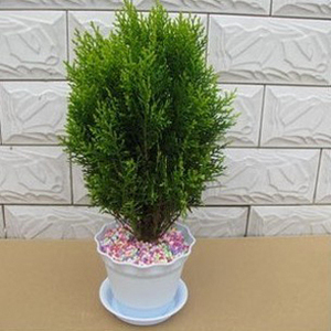 盆栽植物观叶植物 绒松 洒金柏 桌面迷你盆栽小绿植 四季常青