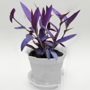 紫罗兰花盆栽图片