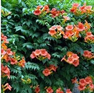 花卉庭院植物 爬藤植物 美国凌宵 攀爬植物 盆栽花卉
