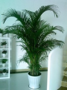 包邮大型盆栽散尾葵夏威夷椰子凤尾竹高档植物净化空气江浙沪包邮