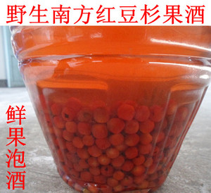 红豆杉泡酒