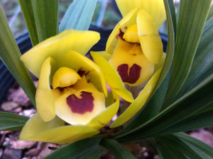 兰花苗-花卉春兰-荷瓣-色花-浓香《黄金大富贵》60元/苗