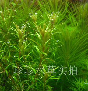 南美小百叶,水草小百叶,小百叶草(100%自家出产)(1枝)