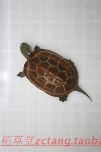 湖北精品红壳金线公草龟/镇宅乌龟/中华草龟/墨龟