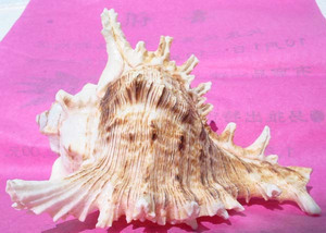 中国奇石城 南海天然海螺5 工艺品收藏品礼品观赏石