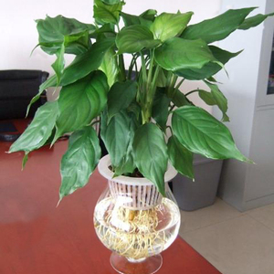 室内四季长青花卉绿植 水培土培 广东万年青盆栽 单支水培批发