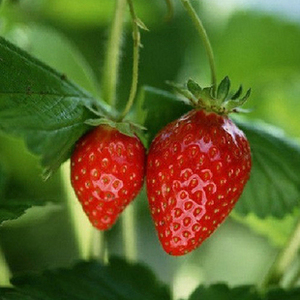 草莓种子当年结果