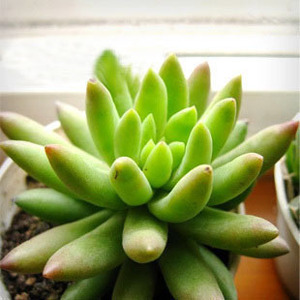 仙人玉珠连 多肉植物 玉珠莲 绿色 肉肉 办公室 盆栽花卉绿植