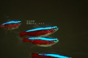 观赏鱼 热带鱼 灯鱼 草缸 定水 野生 宝莲灯 大号 2-3cm