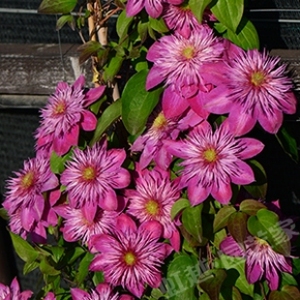 皇帝,凯撒铁线莲,2年苗,重花瓣耐热!