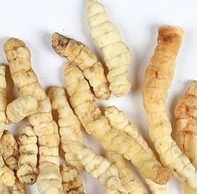 草石蚕,地蚕,土冬虫草,白冬虫草,白虫草,肺痨草1000克