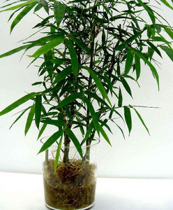 水培植物花卉罗汉竹可盆栽绿植观叶观茎室内水养佛肚竹