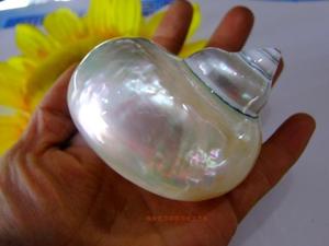 8-10厘米白色月光螺 炫彩珍珠光泽 天然贝壳海螺 收藏螺