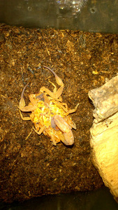 观赏蝎 宠物蝎 巴西 金幽灵 蝎子 活体4L 1.5cm左右（售完）